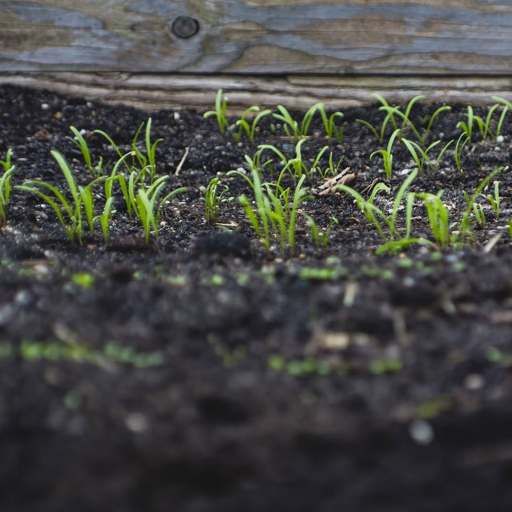 Transforming Garden Soil with Urban Wyrm Worm Casts