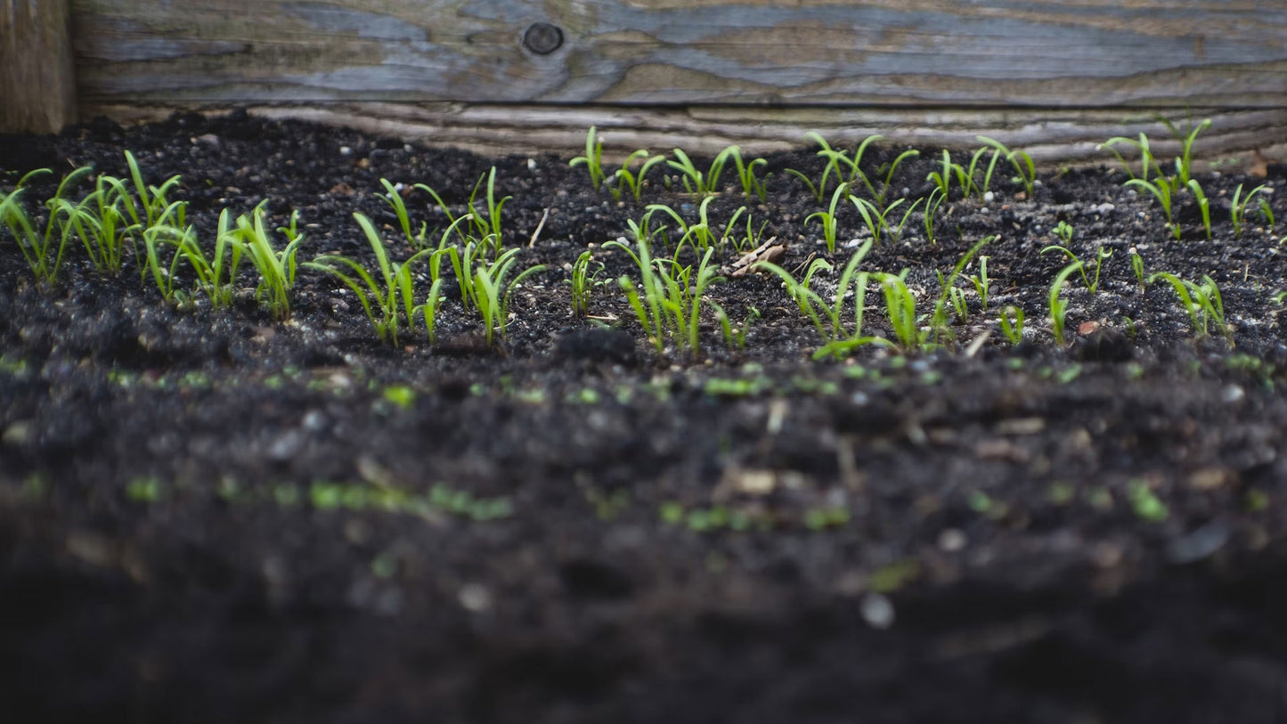 Transforming Garden Soil with Urban Wyrm Worm Casts