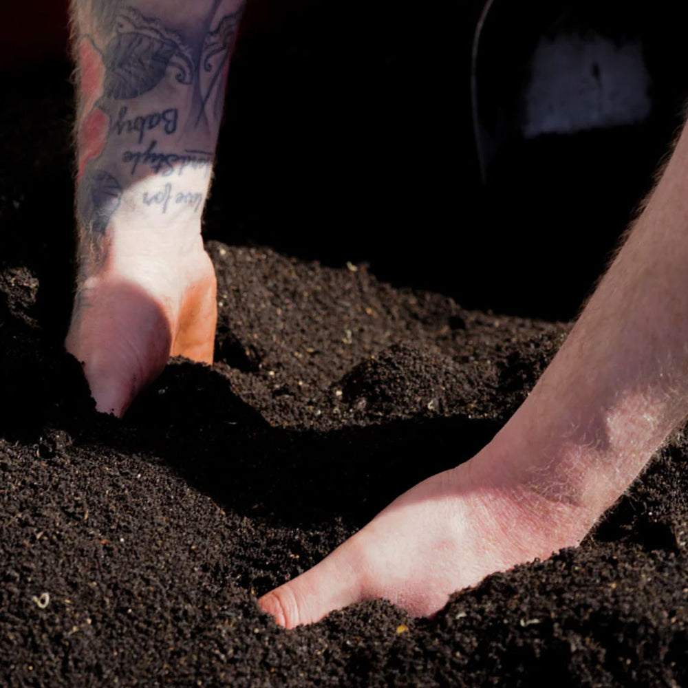 Dendrobaena worms - our colleagues in the soil