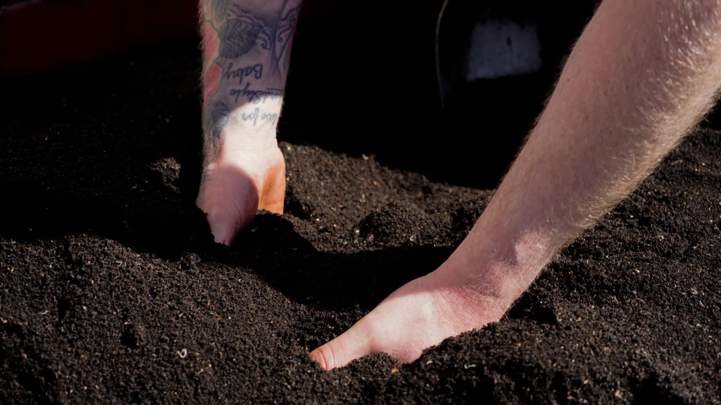 Dendrobaena worms - our colleagues in the soil