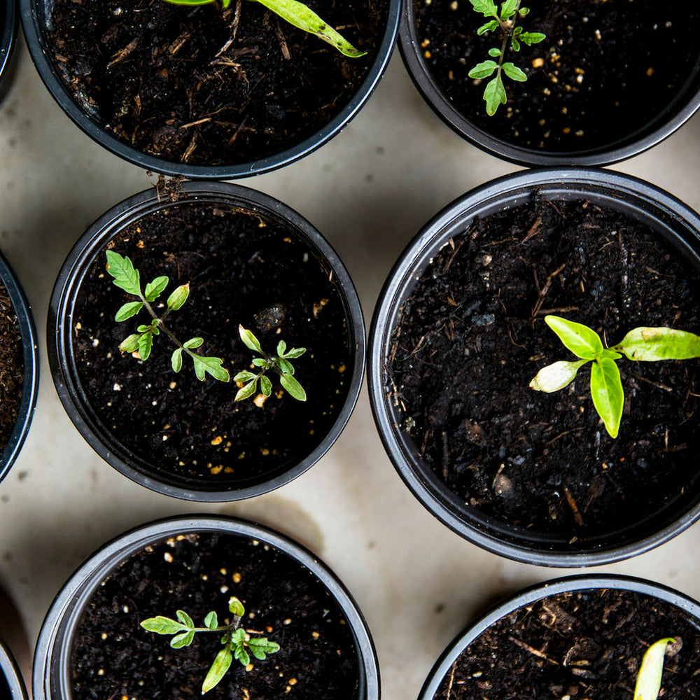 Perfecting your potting with Urban Wyrm Worm Casts