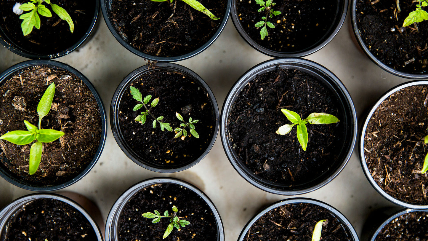 Perfecting your potting with Urban Wyrm Worm Casts