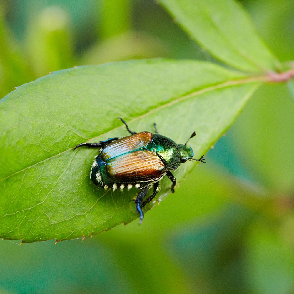 Do Worm Casts Prevent Pests?