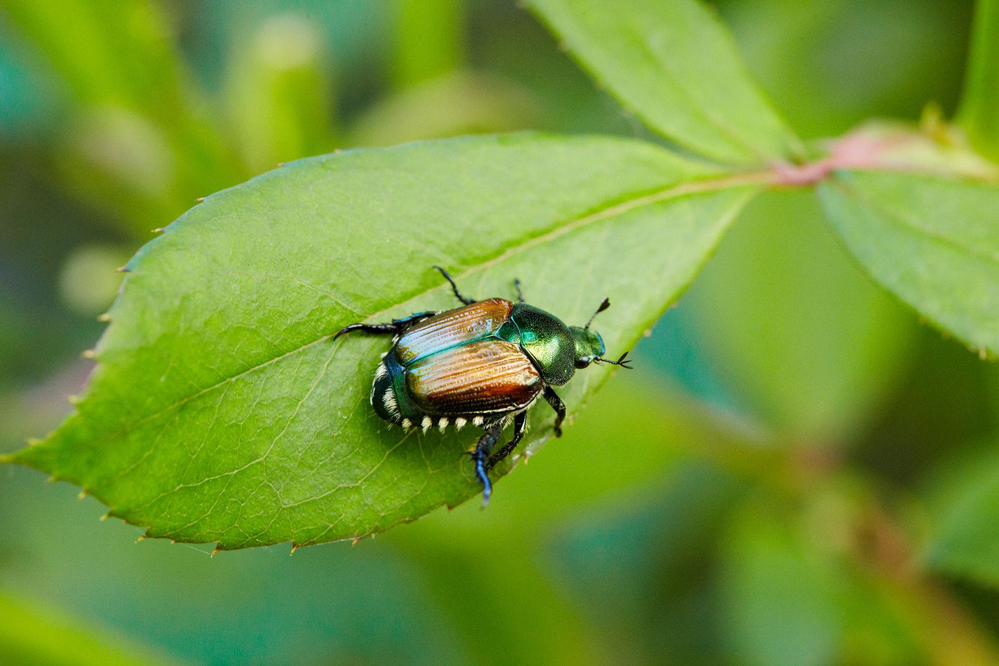 Do Worm Casts Prevent Pests?