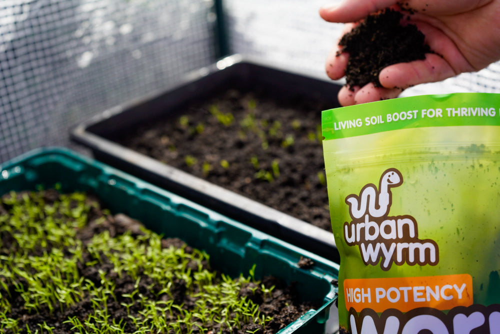 Urban Wyrm Worm Cast Seedling Compost being applied to seedlings 