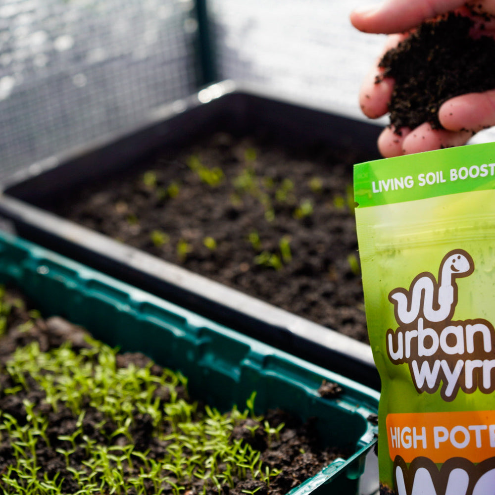 
                      
                        Urban Wyrm Worm Cast Seedling Compost being applied to seedlings 
                      
                    